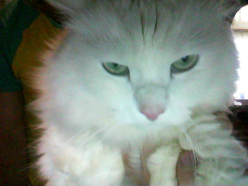 Александр Лесников