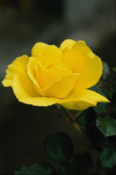 Наталья Меркушова