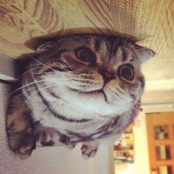 Виктория Калицкая