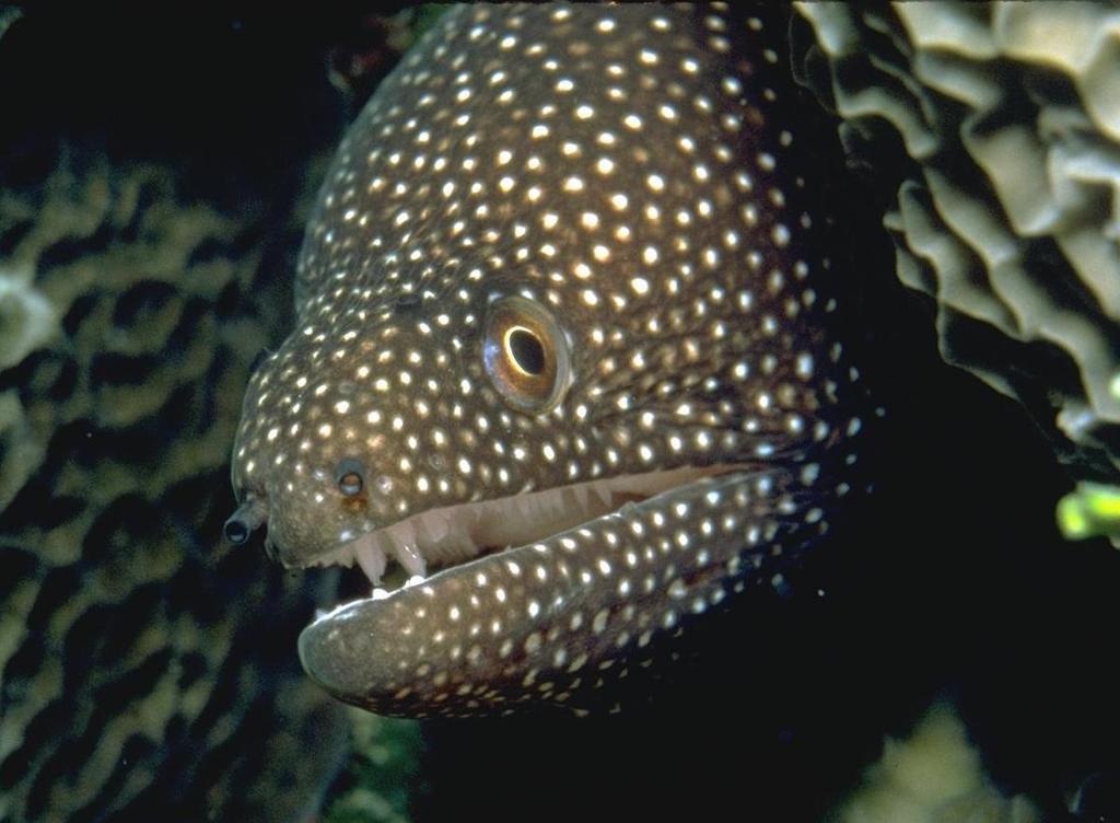 Валерий Кухарев