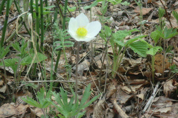 Наталья Шастина