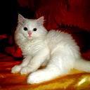 Kievfiliya