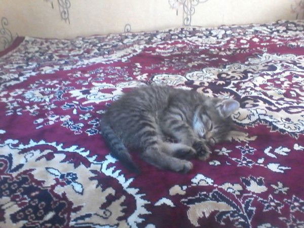 Светлана Муран