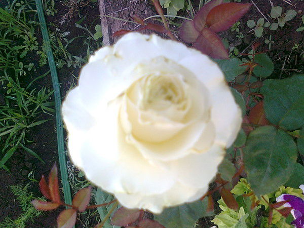 Гузель Имамова