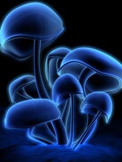 Ксения Сулейманова