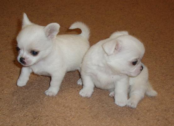 Мендигуль Аманова