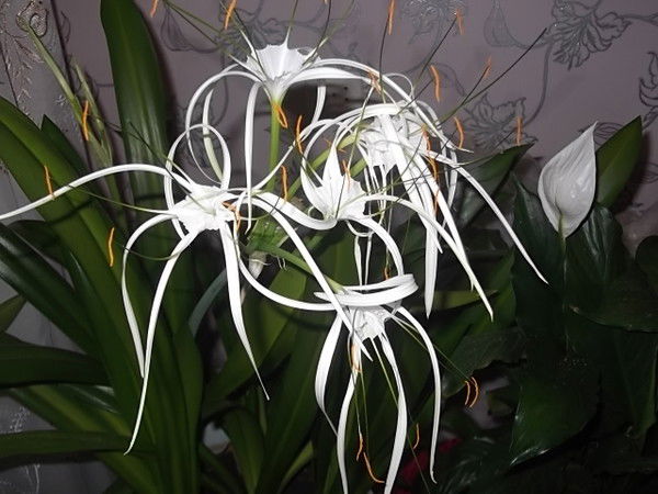 Светлана Пашнина