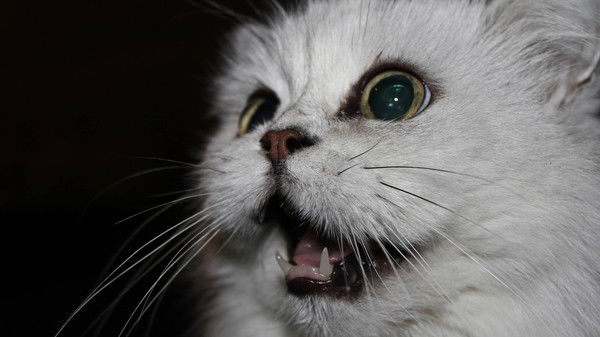 Юлия Фрелих