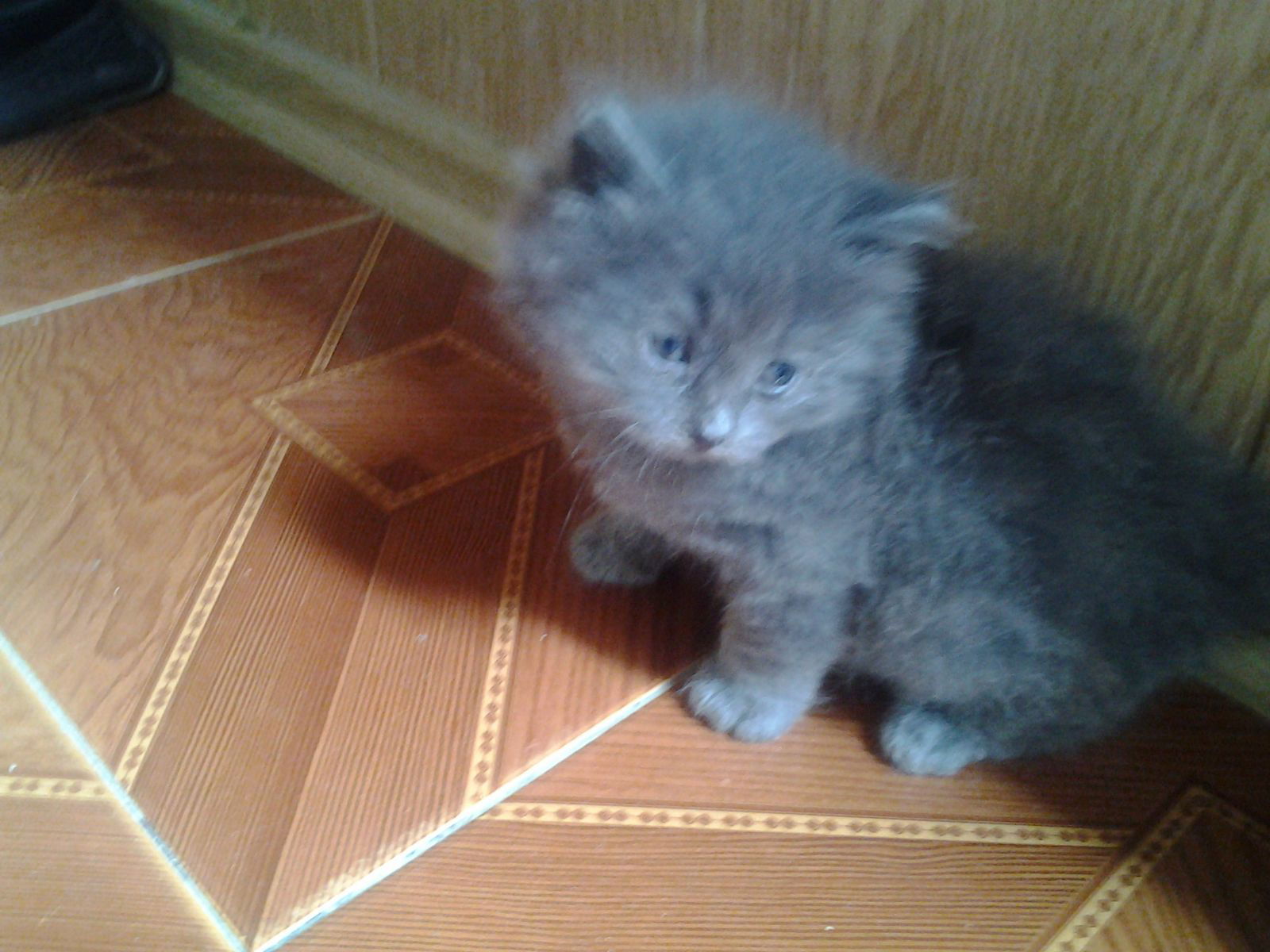 Саша Иванов