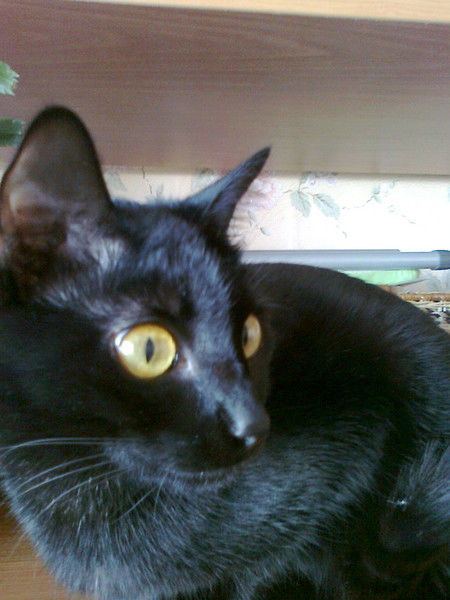 Катрина ?????