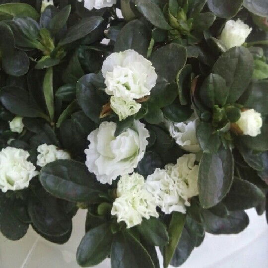 Оксана Корекова