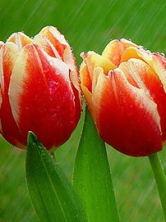 Наташа Туманова