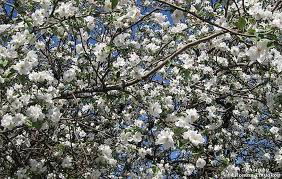 Галина Конради