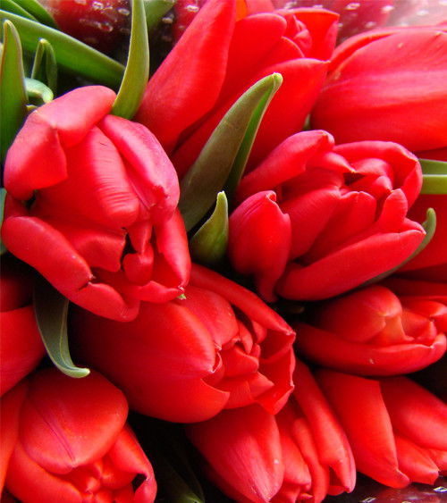 Галина Якимів (Голда)