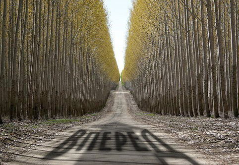 Аслан Гюльмагомедов