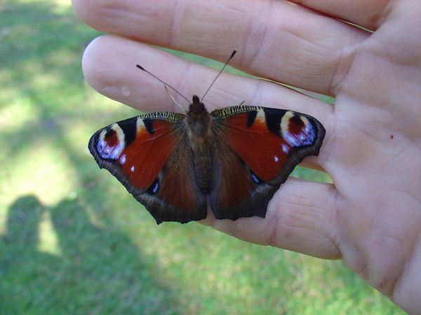 Андрей Бойко