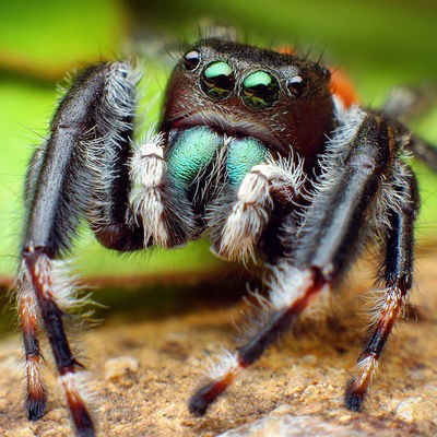 Риваль Ибрагимов