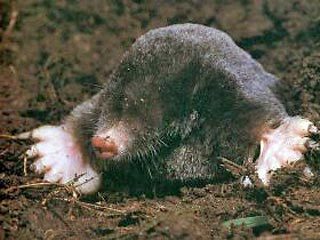 Олег Загоруйко