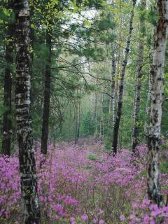 Елизавета Кузнецова