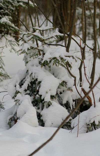 Анна Селезенева