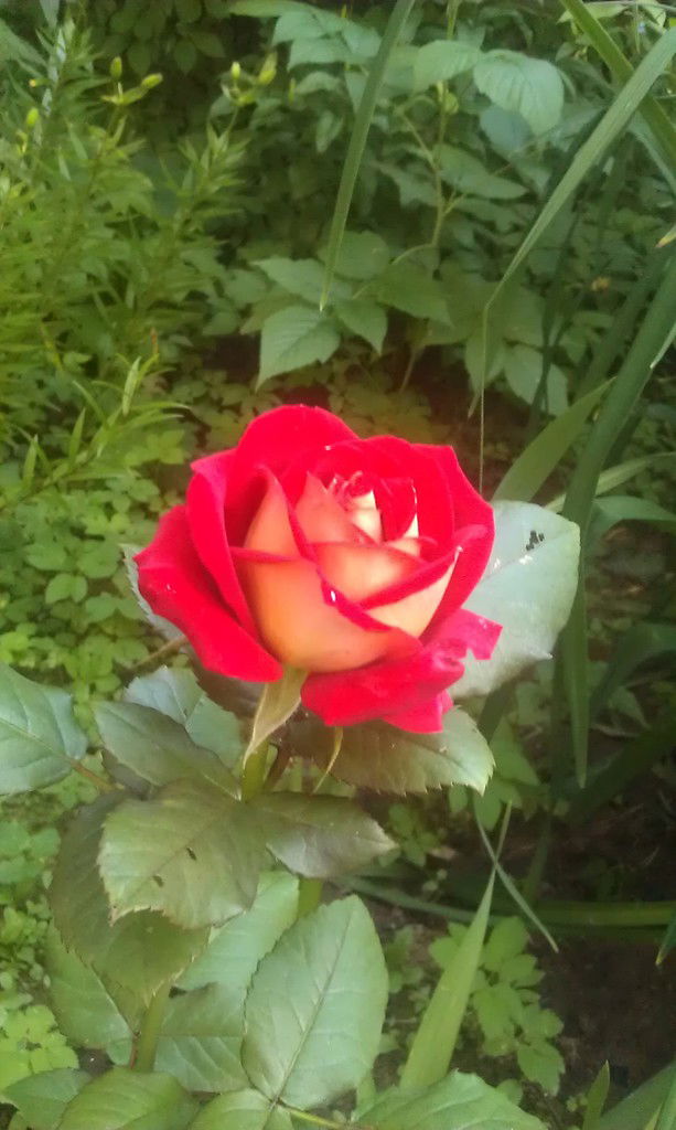 Ольга Борисова