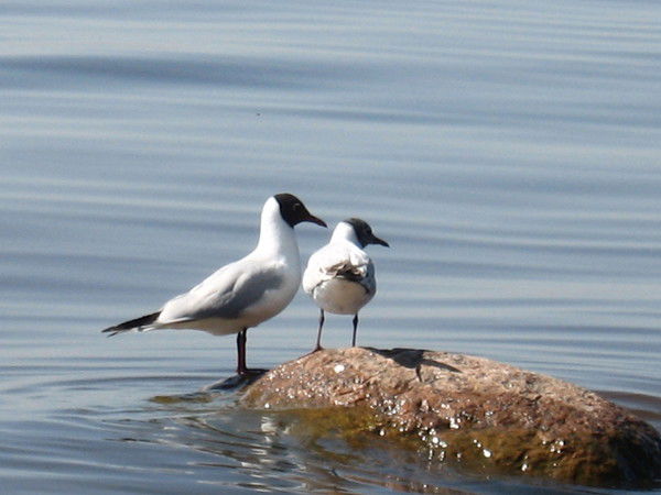 Наталья Демидович