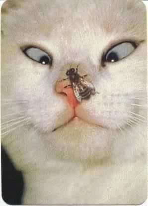 Неизвестно Неизвестно