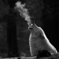 Кирилл Сорокин