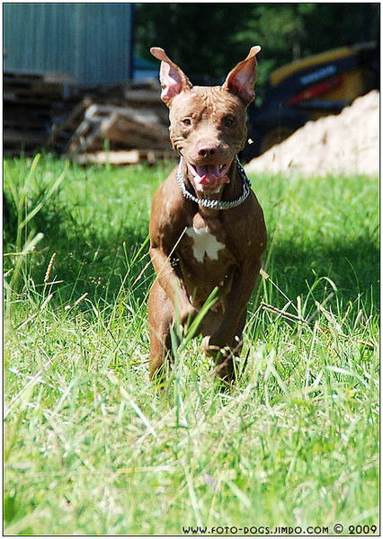 Андриан Кришкиян