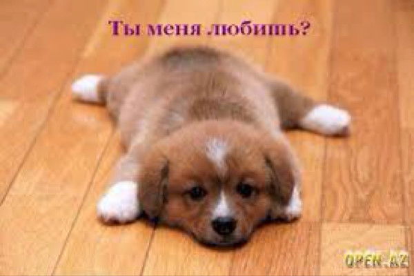 Динара Динара