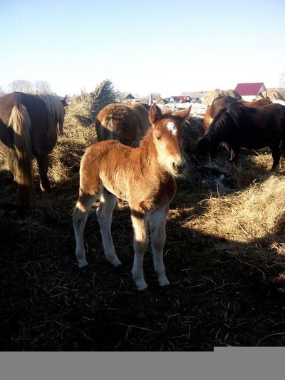 Тимофей Дагдий