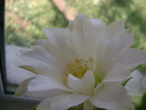 Наталия Орловская