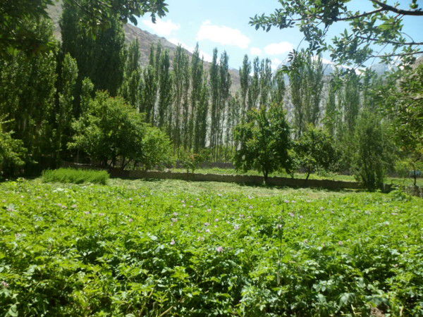 Тохир Шокиров