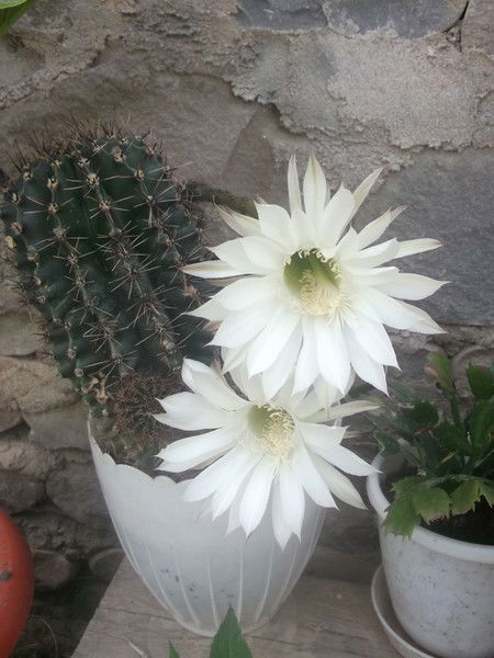 Диана Эминова