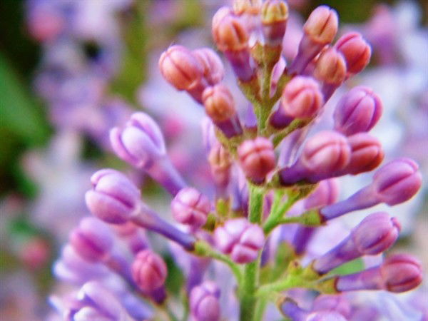 Марина Карпаева