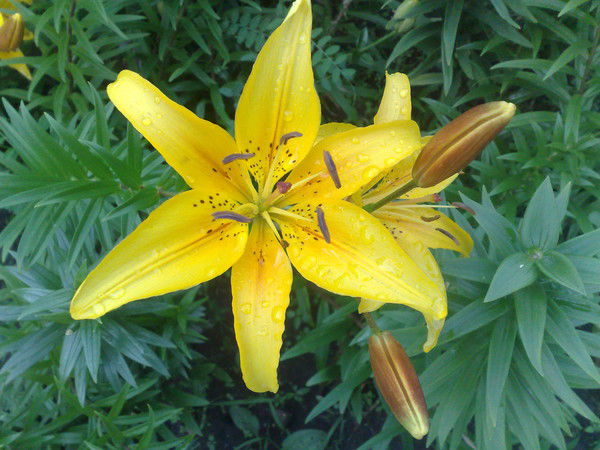 Ольга Моисеева