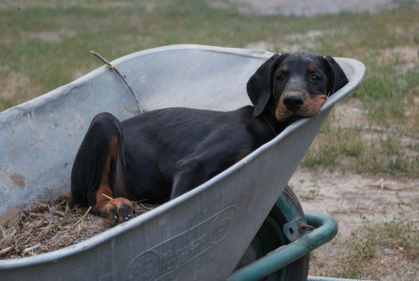 Елена Березина