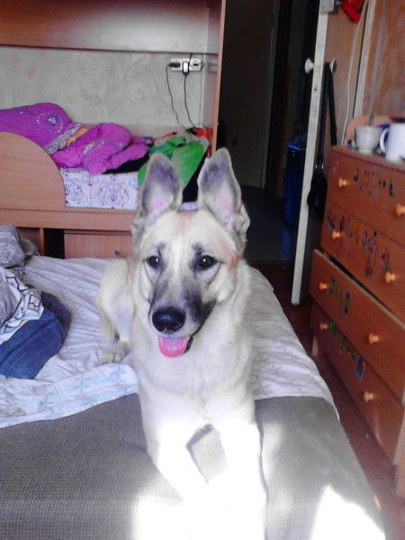 Иван Гуревич