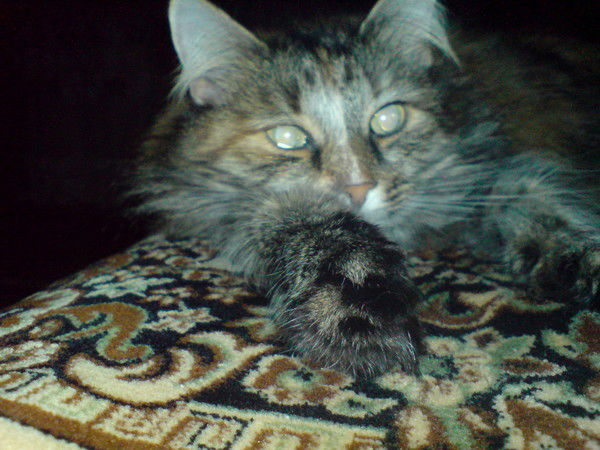 Михан Новиков