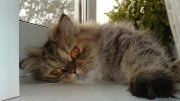 Марина Сенцова