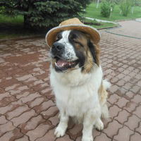 Саша Зиявидинов