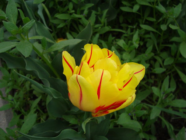 Наиля Ертысова