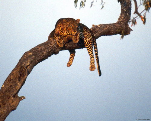 Ася Губайдуллина