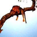 Ася Губайдуллина