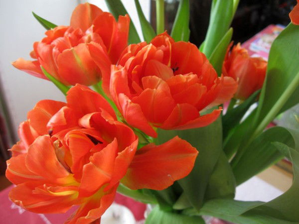 Людмила Трофимова