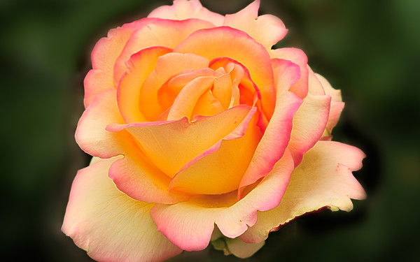 Heinrich Rosenthal Nf