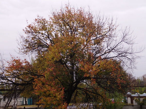 Ерлан Айтхожин