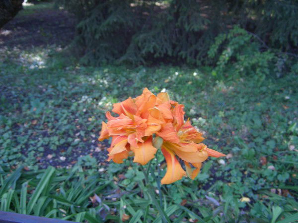 Светлана Ипполитова