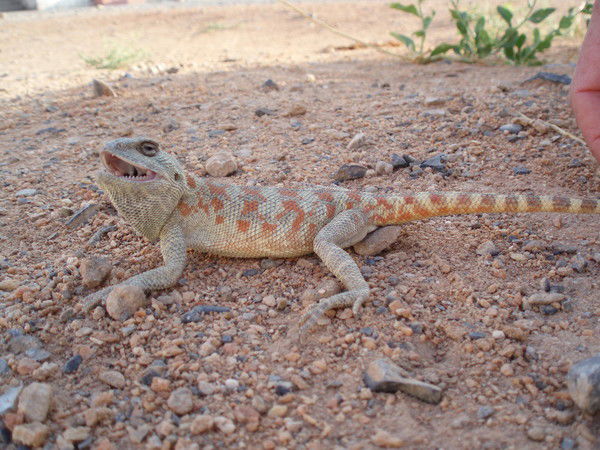 Нурлан Пирмаханов