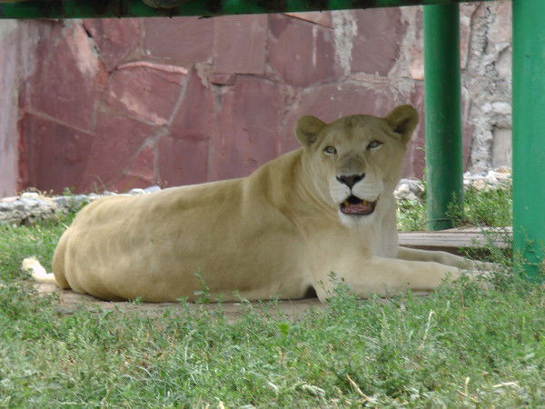 Петя Кошелев